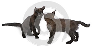 Two black kittens playing together