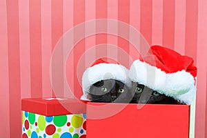 Kittens peaking out of a christmas present wearing santa hats