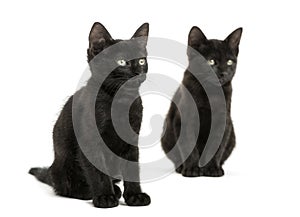 Two Black kittens sitting, looking away, 2 months old, isolated
