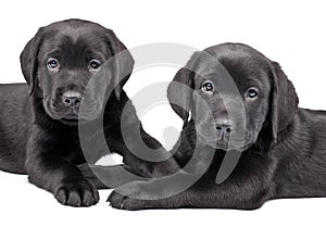 Two black labrador puppies