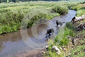 Two black labrador retriever dogs play in a creek while on a hike, along the Upper Brooks Lake trail