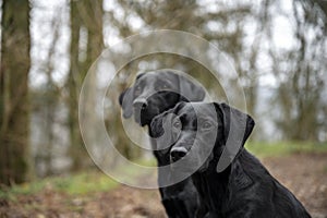 Two black labrador retrievers in a forest