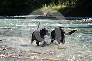 Two black Labrador Retrievers play together in the water