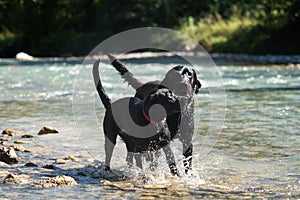 Two black Labrador Retrievers play together in the water