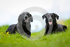 Two black labradors