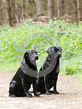 Two Black Labradors