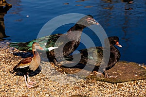 Two black large Muscovy Duck or Cairina moschata male and female, duck and drake on the shore of pond on pebbles, spring sunny day