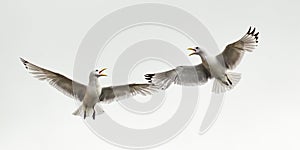 Kittiwake Skirmish photo