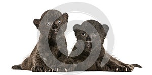 Two Black Leopard cubs lying down, 3 weeks old