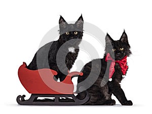 Two black Maine Coon cat kittens on white