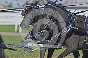 Two Black Miniatures Horse in Harness