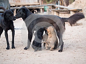 Two black mutts stand nose to nose with a little puppy