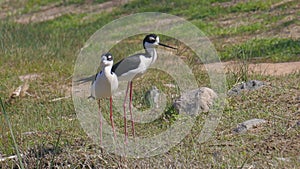 Two Black-necked Stilts on Shore of Lake