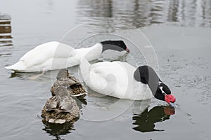 Two black-necked swans, Cygnus melanocoryphus, are on the lake in winter