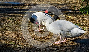 Two black necked swans standing together, water Birds from America