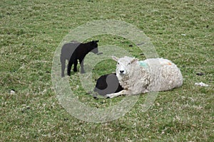 Two black and one white sheep on a green meadow . das schwarze schaf . mother sheep and baby lamp chilling in scottland england