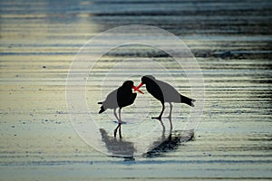 Two black oyster-catchers silhouetted with orange beaks crossed