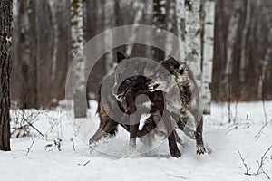 Two Black Phase Wolves Canis lupus Scuffle Winter