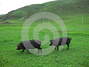 Two black pigs in Hebei Bashang grassy field