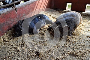 Two Black Pot Bellied Pigs Doze Off Together in the Afternoon