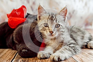 Two black puppies and a gray striped kitten with red bows