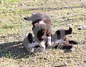 Two black puppy on nature