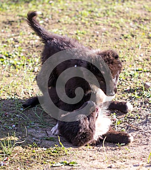 Two black puppy on nature