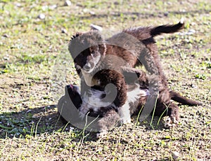 Two black puppy on nature