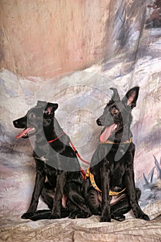 Two black puppy