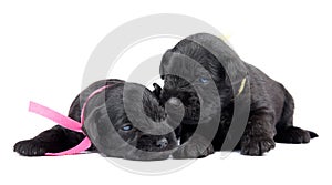 Two black puppys of Miniature Schnauzer