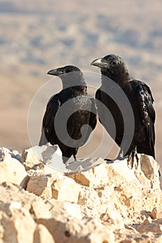 Due nero corvi 