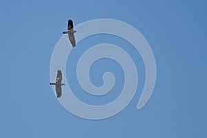 Two Black Ravens Flying in a Blue Sky