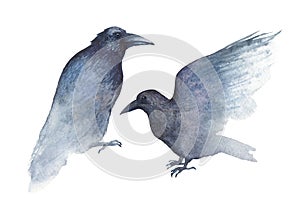 Two watercolor ravens on white