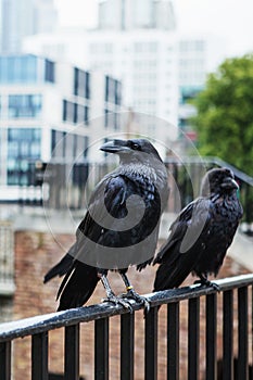Two black ravens in the Tower of London, UK.