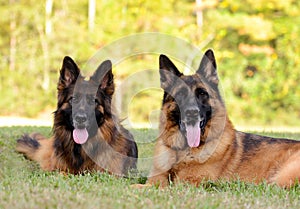 Two German Shepherds on the green grass