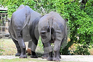 Two Black Rhinoceros