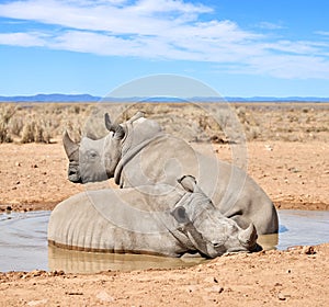 Two black rhinos taking a cooling mud bath in a dry sand wildlife reserve in a hot safari area in Africa. Protecting