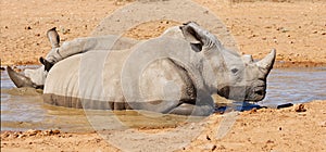 Two black rhinos taking a cooling mud bath in a dry sand wildlife reserve in a hot safari area in Africa. Protecting