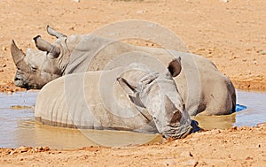 Two black rhinos taking a cooling mud bath in a dry sand wildlife reserve in a hot savanna area in Africa. Protecting