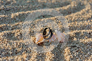 Two black rings lie on the hermit shells in the sand