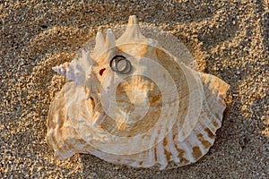 Two black rings lie on the hermit shells in the sand