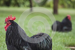 Two black roosters standing in the grass