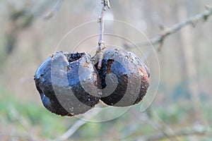 Two black rotted apple on winter tree