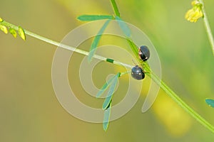 Two black Scutelleridae stinkbug
