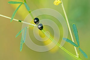 Two black Scutelleridae stinkbug