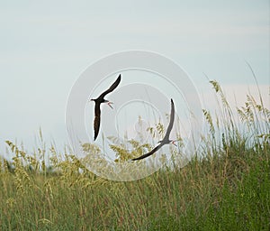 Two Black Skimmers chase each other