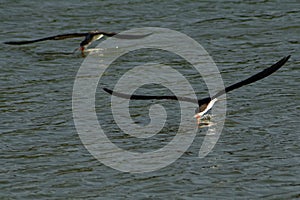 Two black skimmers fishing over a lagoon