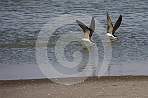 Two Black skimmers skimming on chilean pond