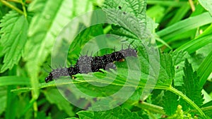 Two black spotted caterpillars on nettles