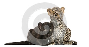 Two Black and Spotted Leopard cubs sitting and lying